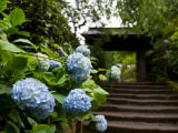 雨季的紫阳花和寺院独有的美